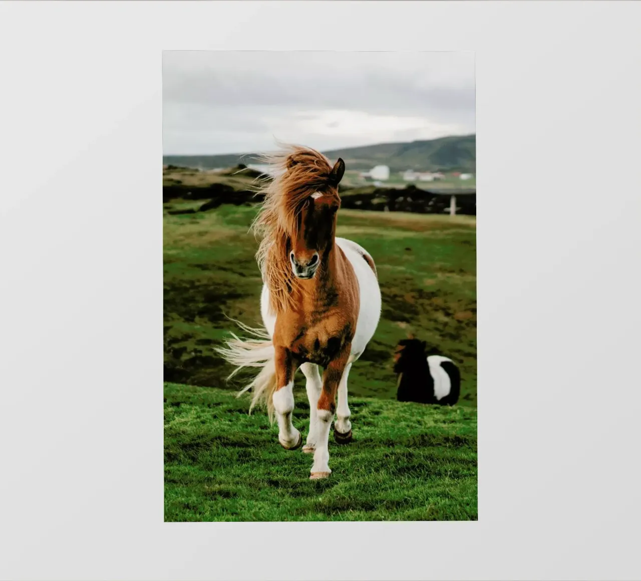 Shetland Ponies pellicola backlit da Natural Kingdom