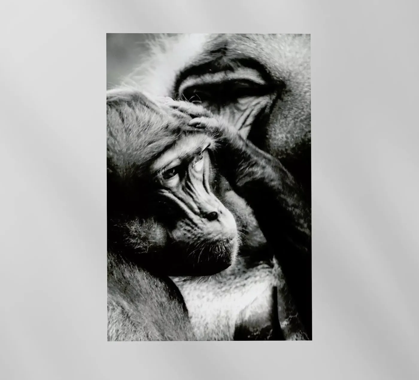 Monkey Grooming pellicola backlit da Babett Schultze