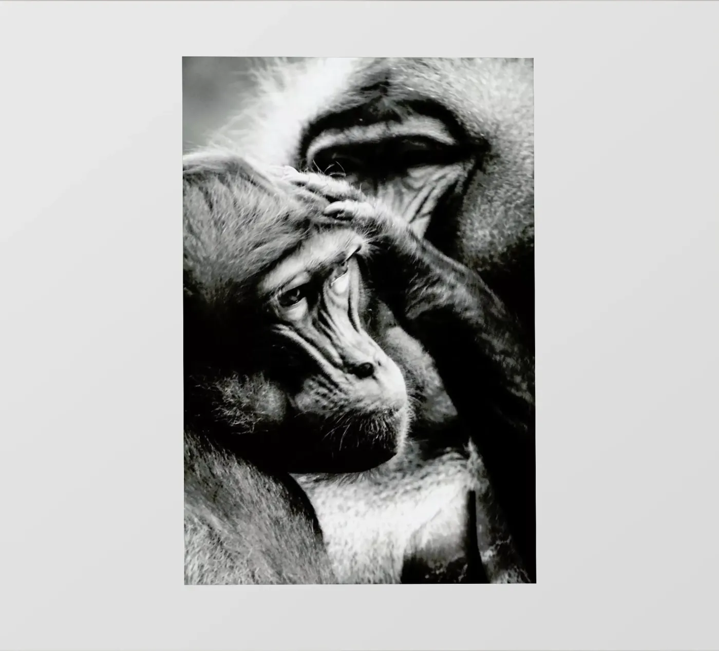 Monkey Grooming pellicola backlit da Babett Schultze