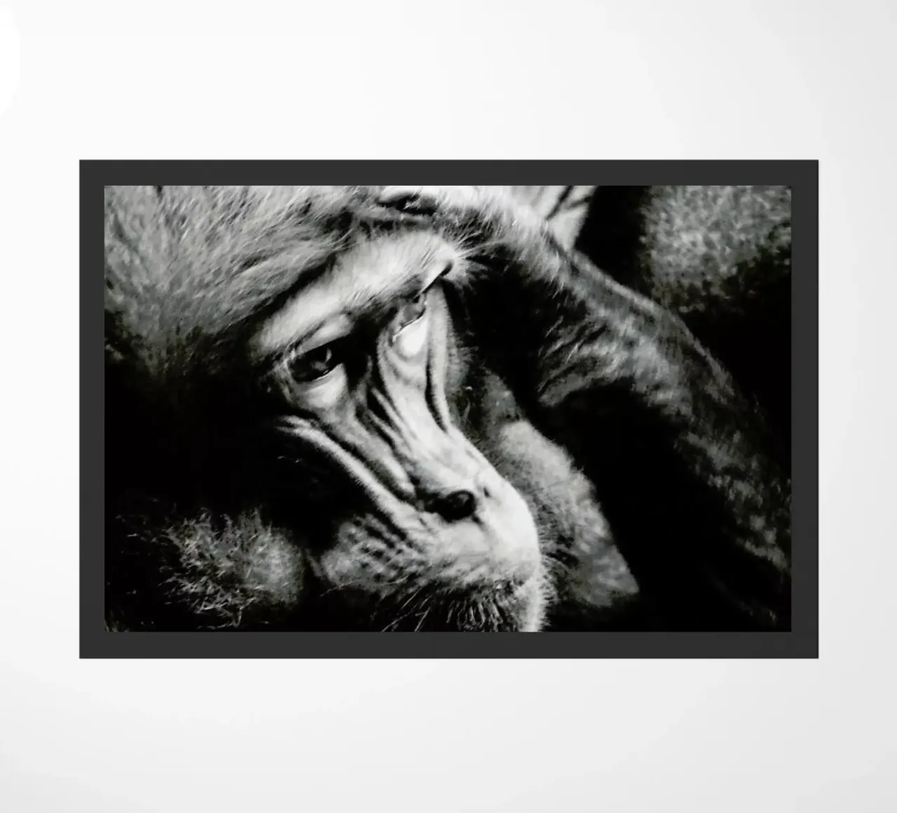 Monkey Grooming zerbino da Babett Schultze