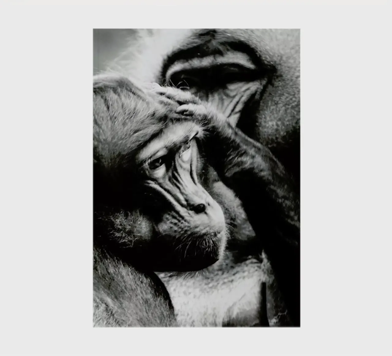 Monkey Grooming notebook by Babett Schultze