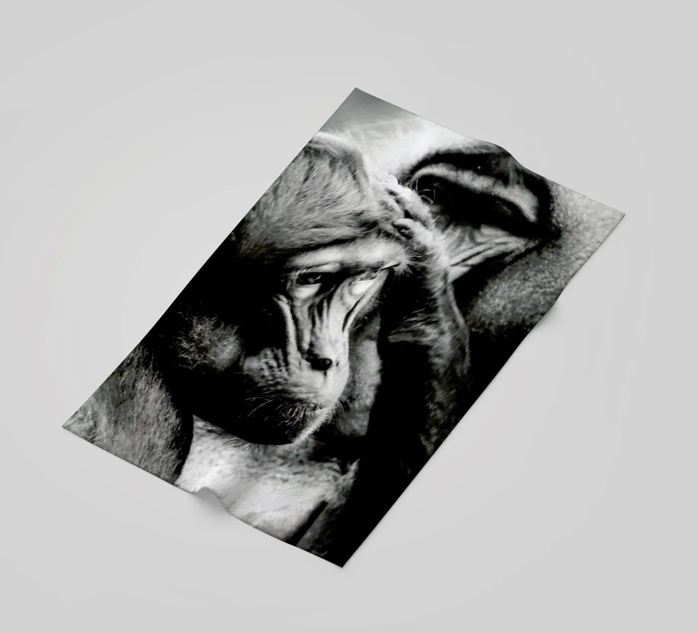 Monkey Grooming telo mare da Babett Schultze