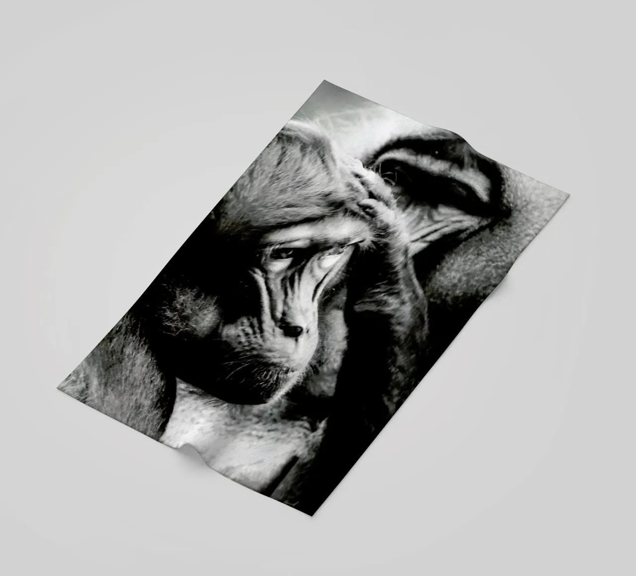 Monkey Grooming telo mare da Babett Schultze