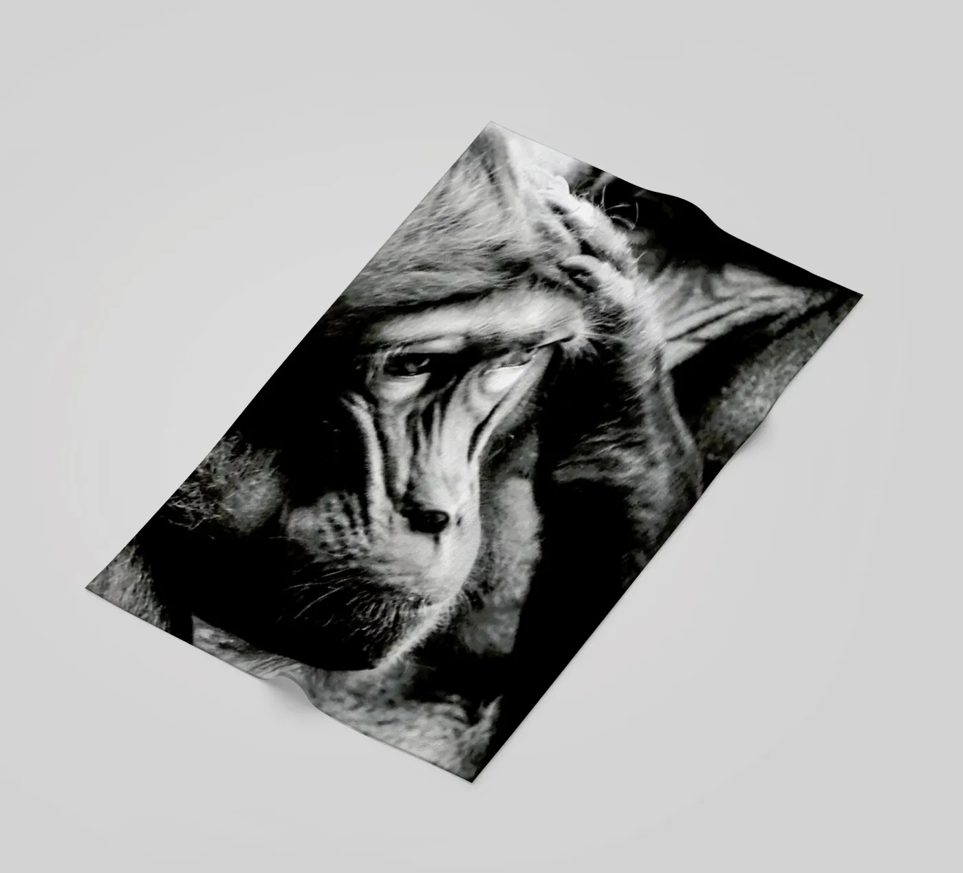 Monkey Grooming telo mare da Babett Schultze