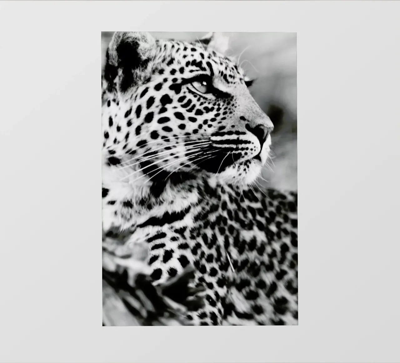 A Leopard's Spots pellicola backlit da Natural Kingdom