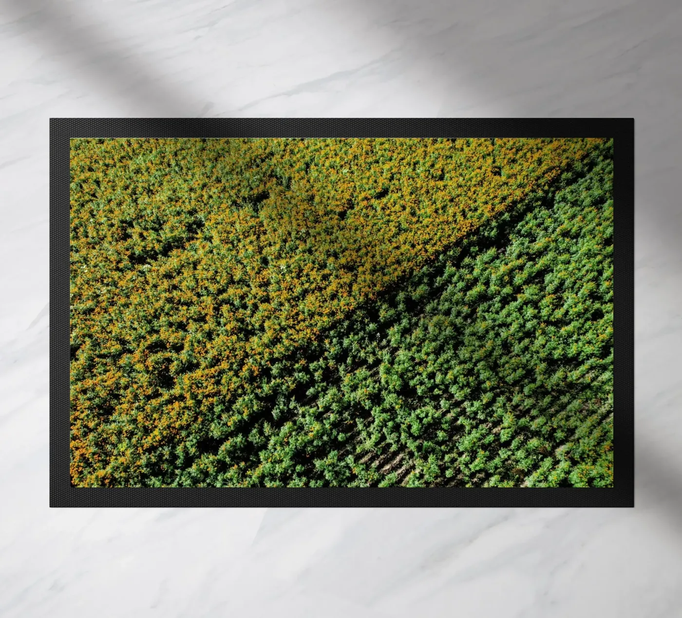 Cempasuchil zerbino da ROBERTO H