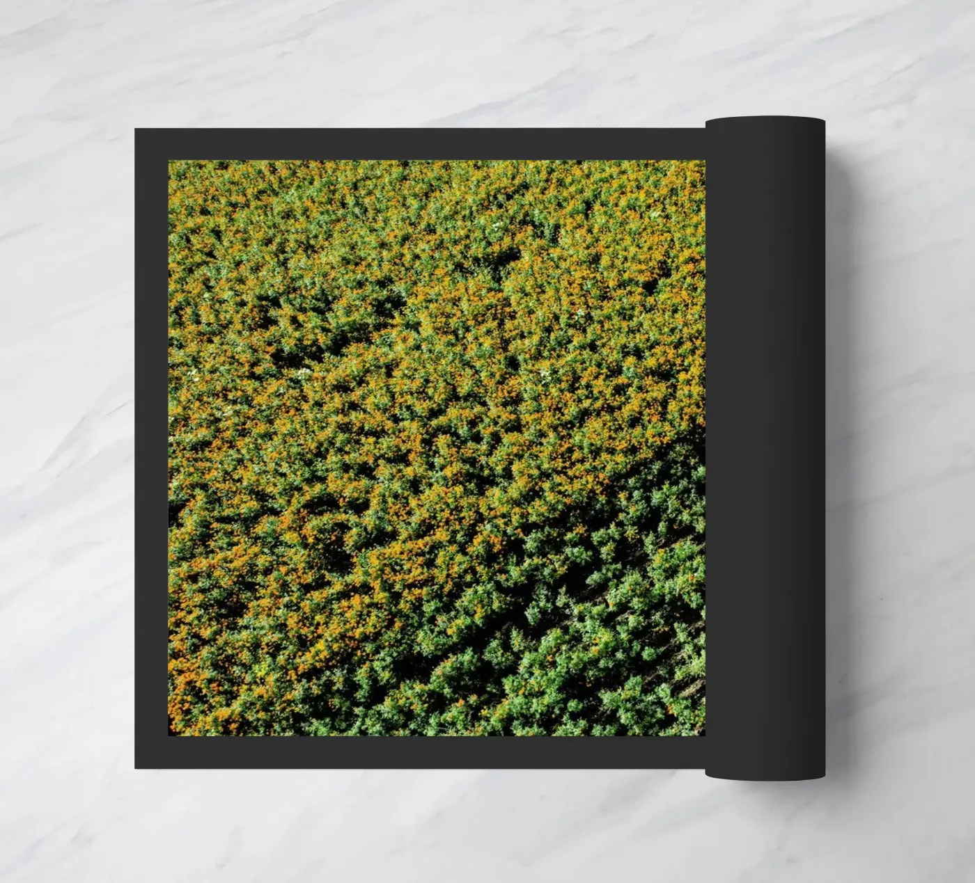 Cempasuchil zerbino da ROBERTO H