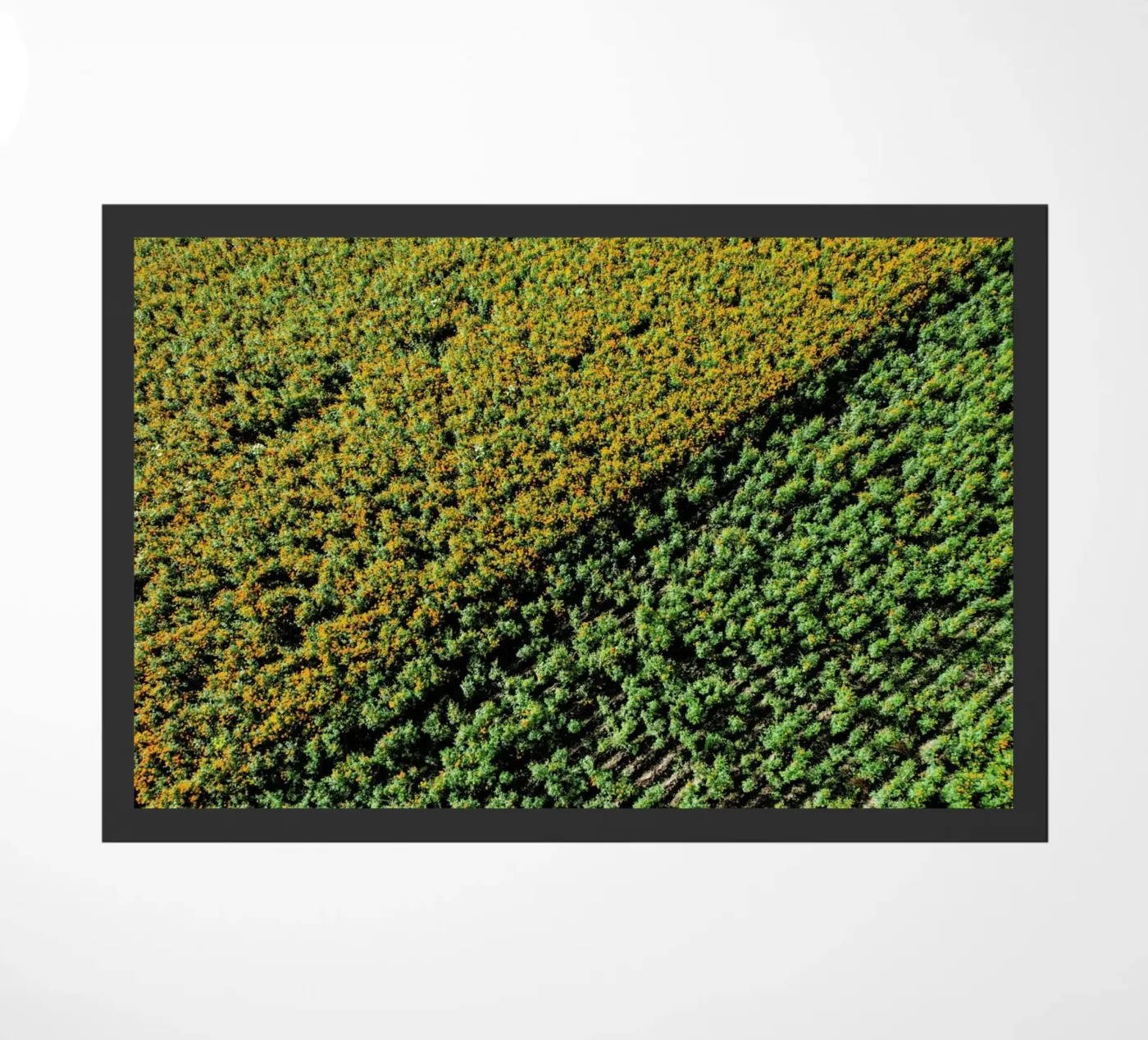 Cempasuchil zerbino da ROBERTO H