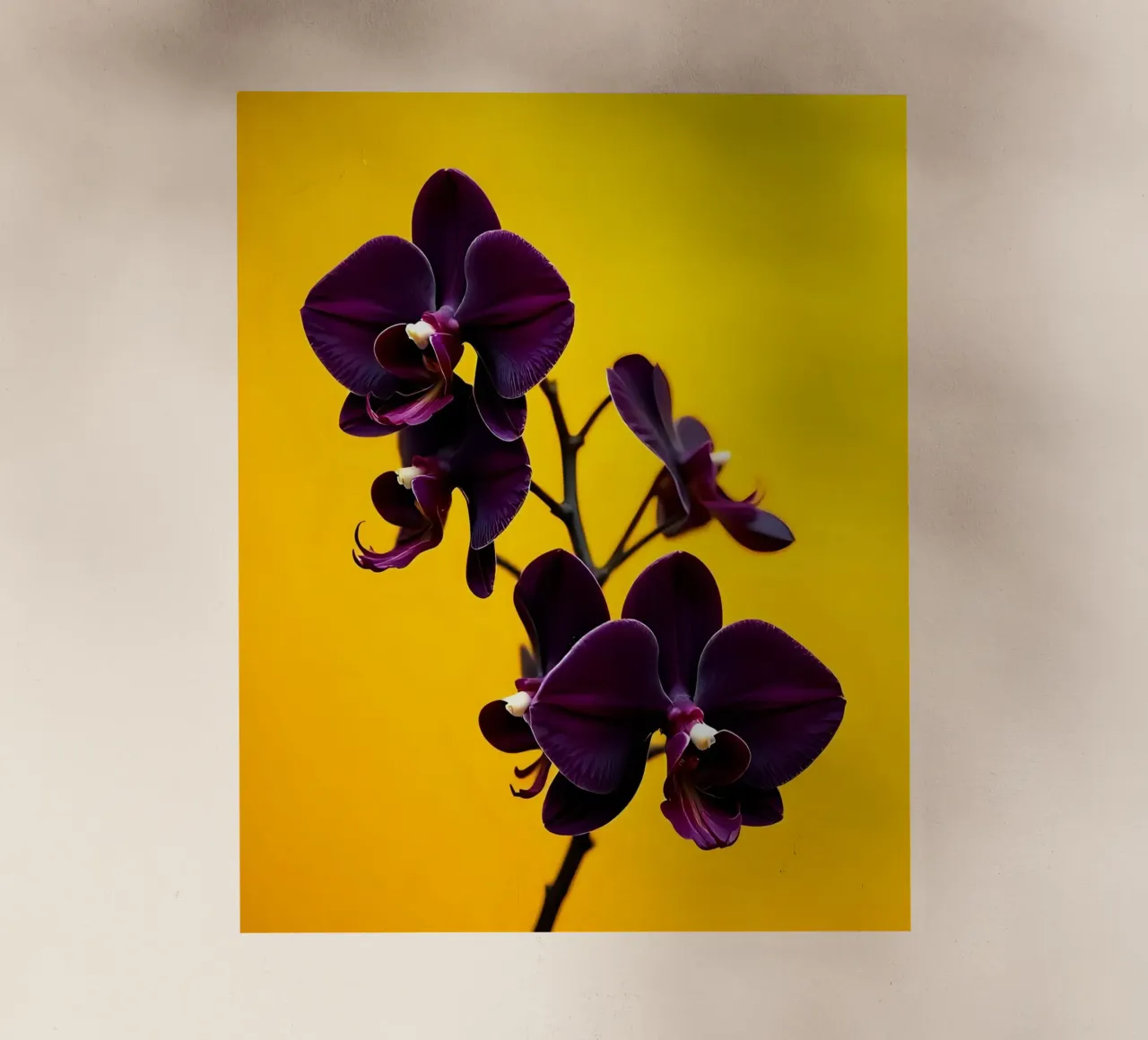 Stile_orchidea_E_4 pellicola backlit da Farb- und Blütenzauber by LK