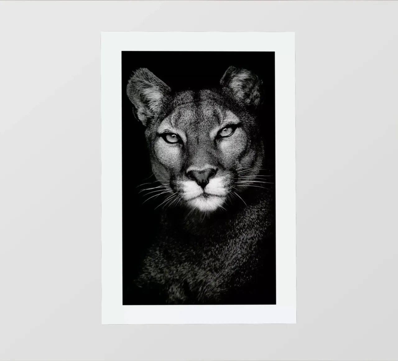 Lioness pellicola backlit da Natural Kingdom