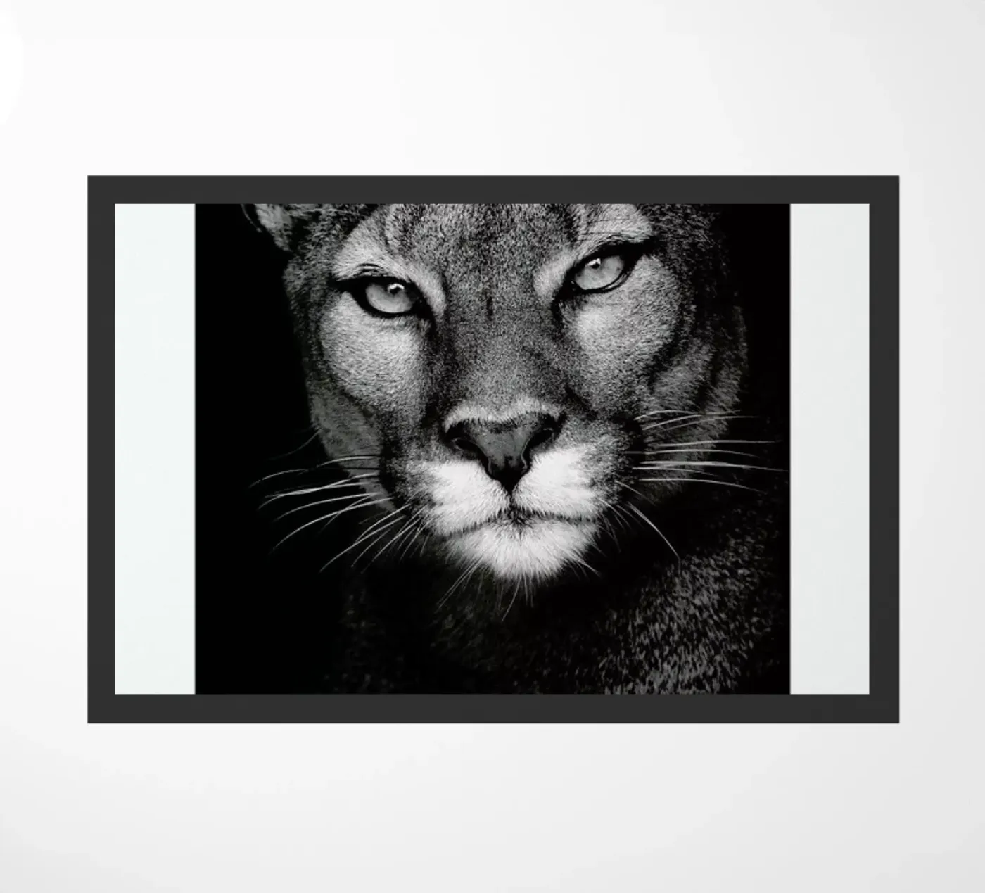 Lioness zerbino da Natural Kingdom