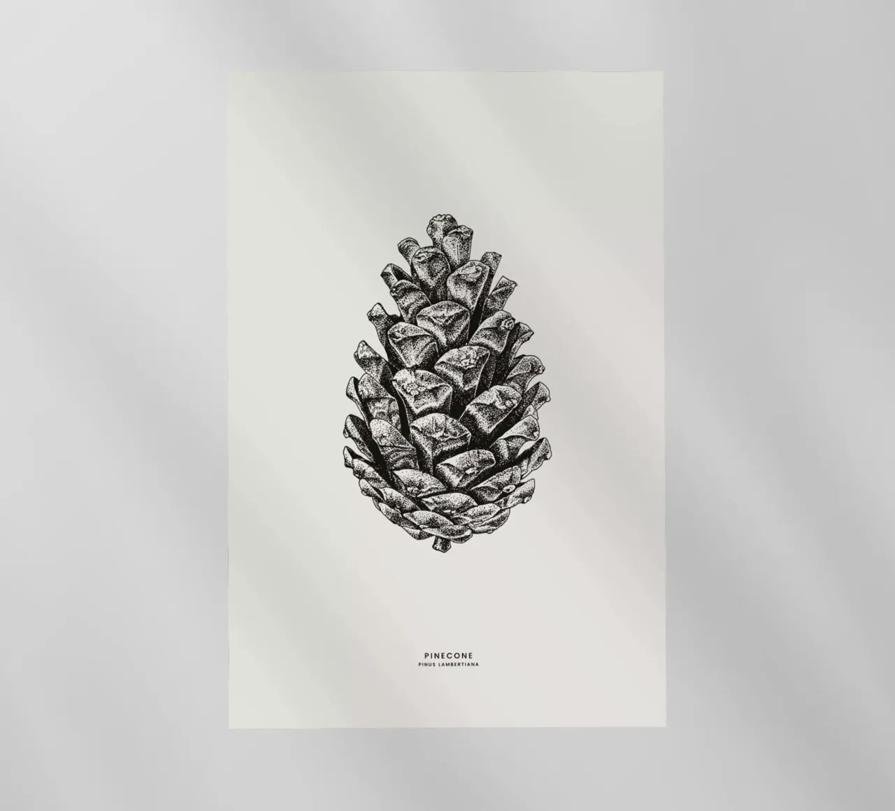 Pinecone pellicola backlit da Flora & Fauna