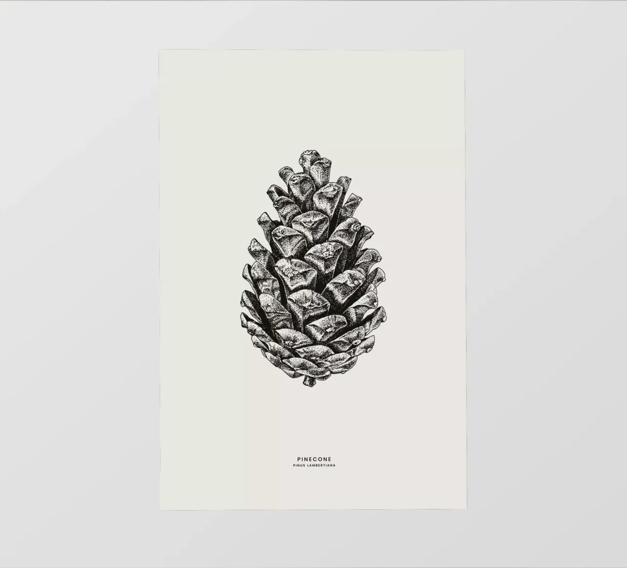 Pinecone pellicola backlit da Flora & Fauna