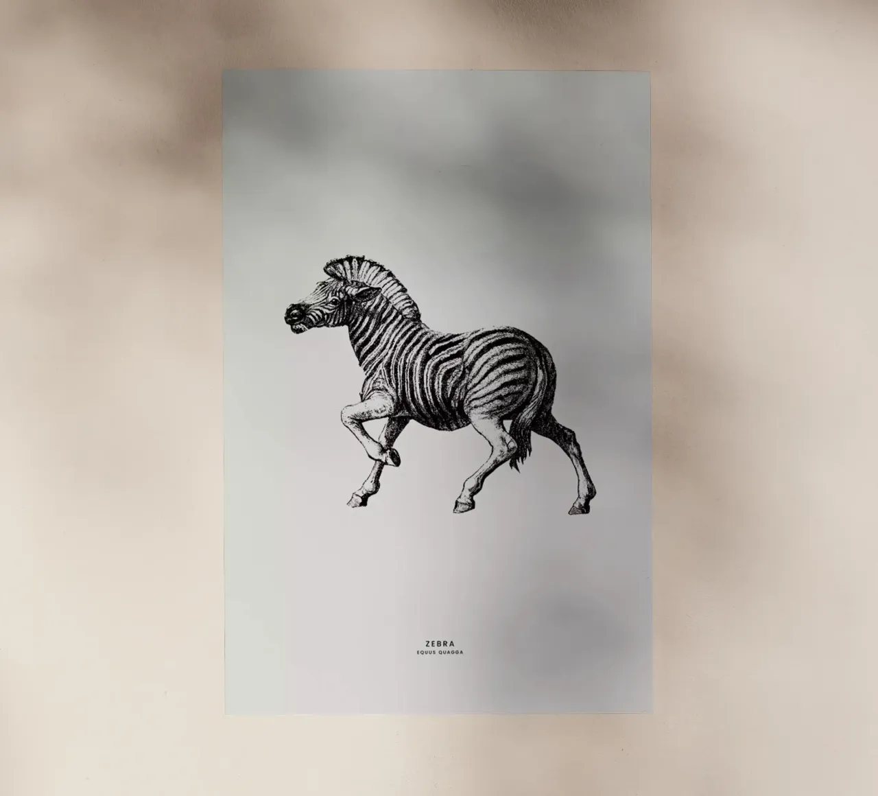 Zebra pellicola backlit da Flora & Fauna