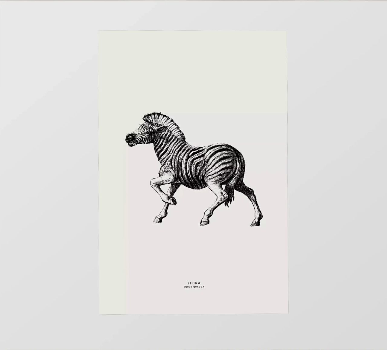 Zebra pellicola backlit da Flora & Fauna
