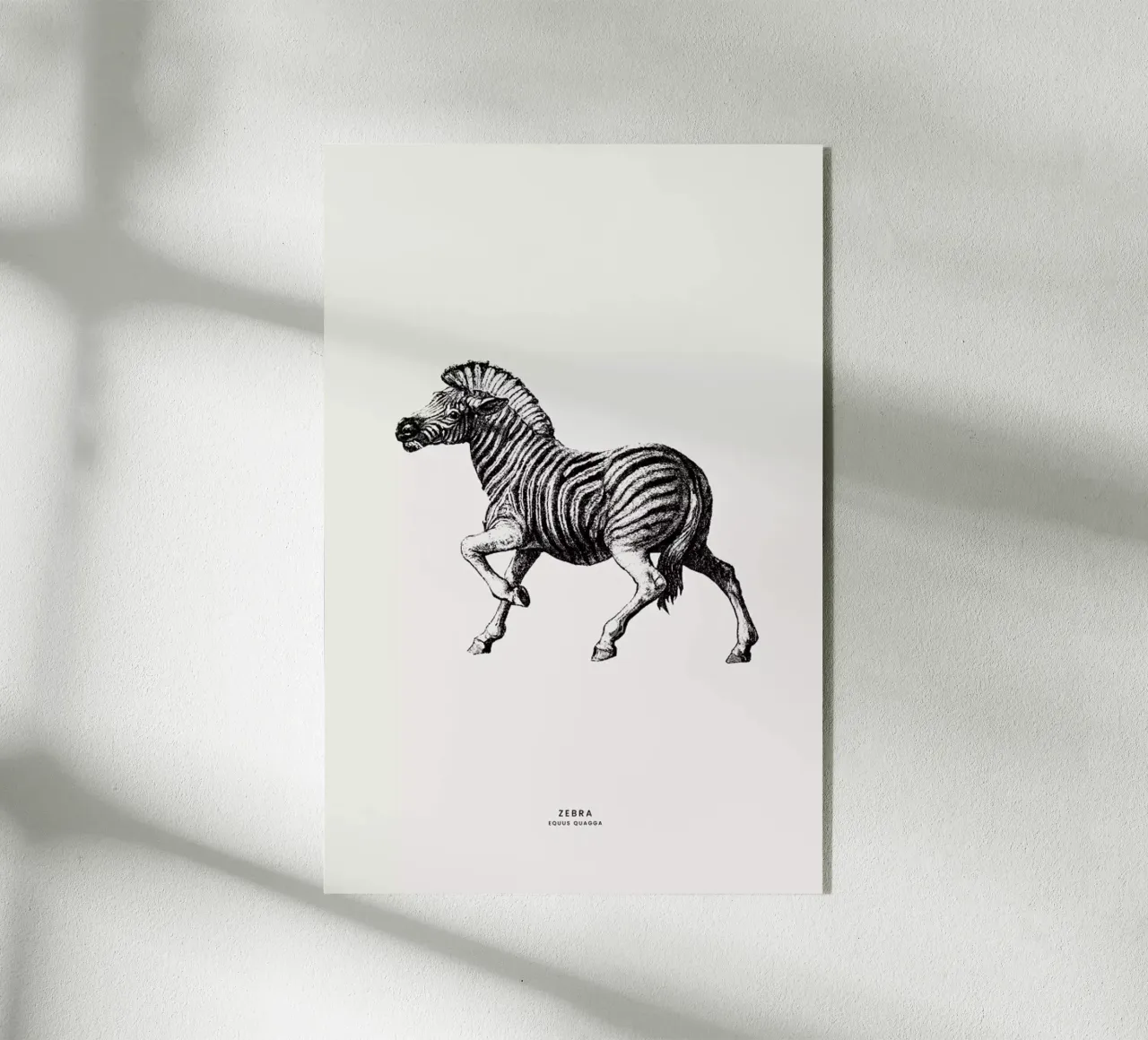 Zebra plexiglass da Flora & Fauna