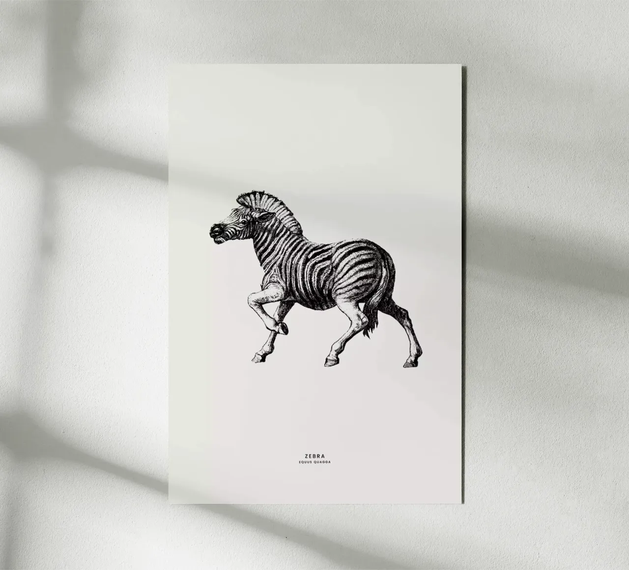 Zebra forex plate by Flora & Fauna