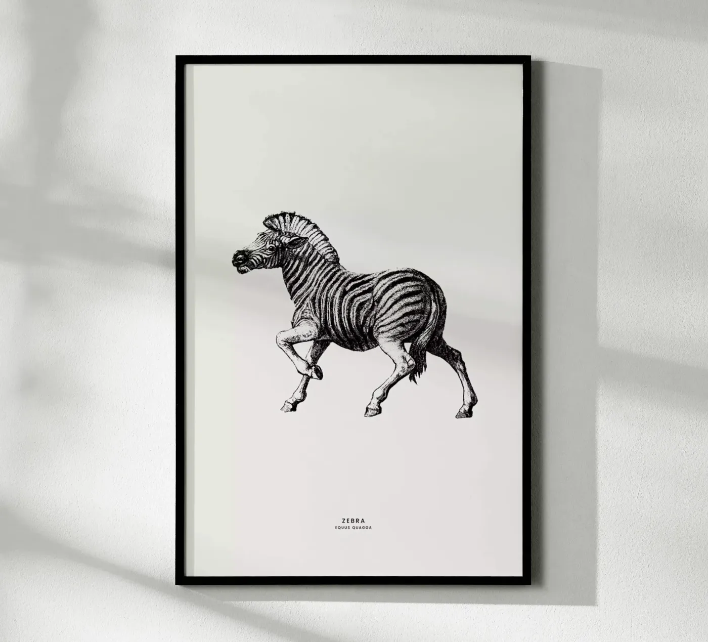 Zebra poster de Flora & Fauna