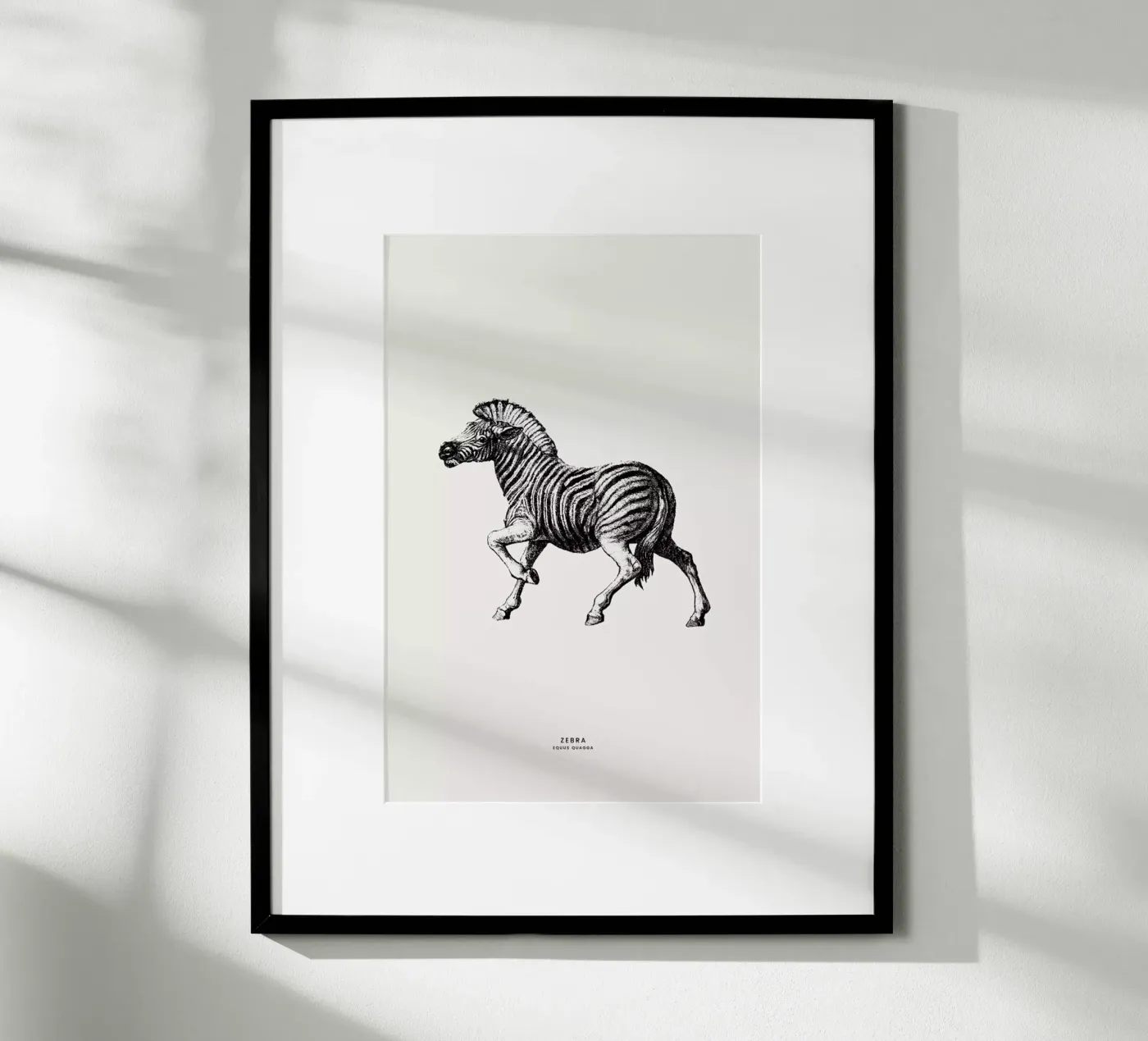 Zebra poster de Flora & Fauna
