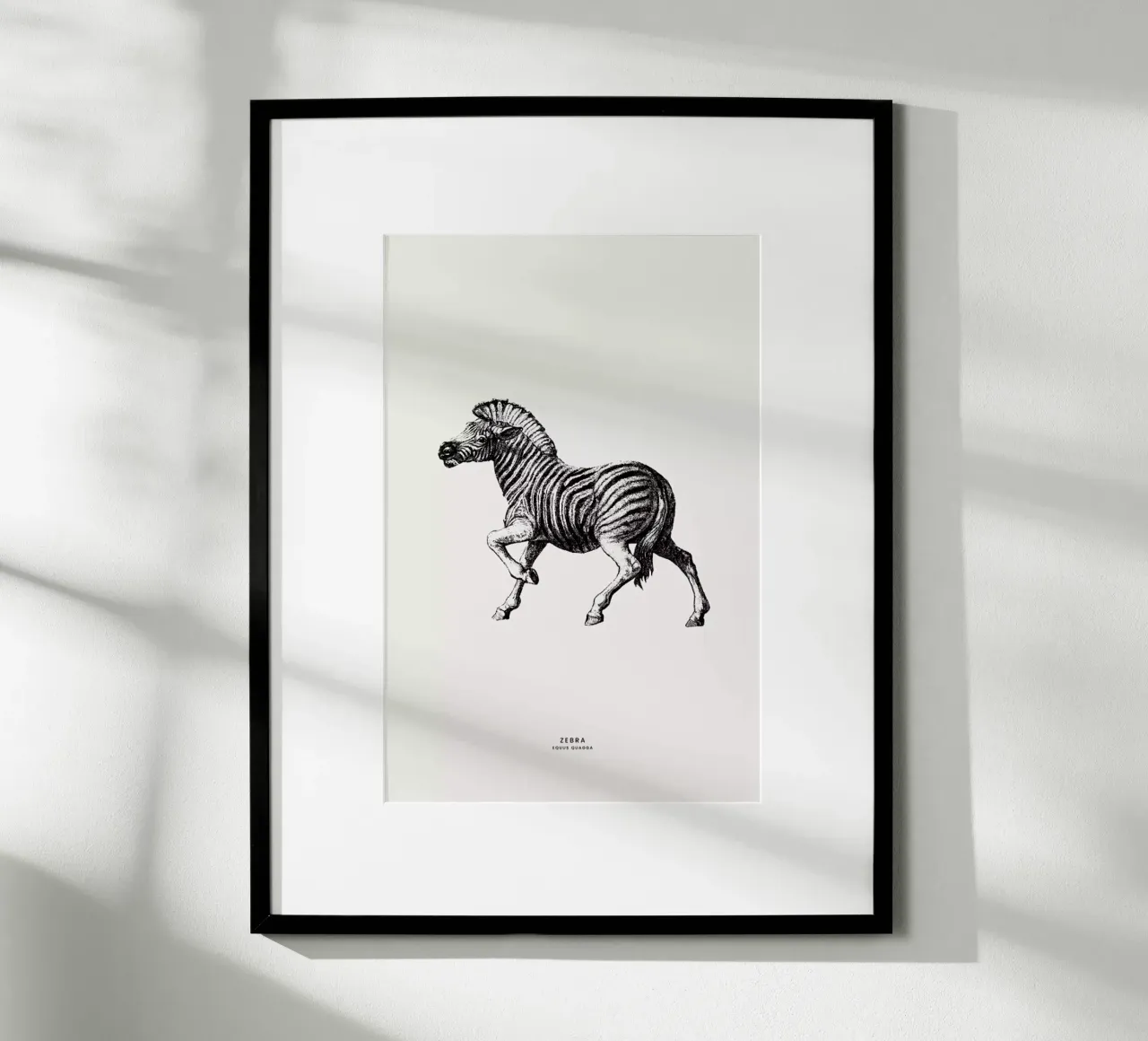 Zebra poster da Flora & Fauna