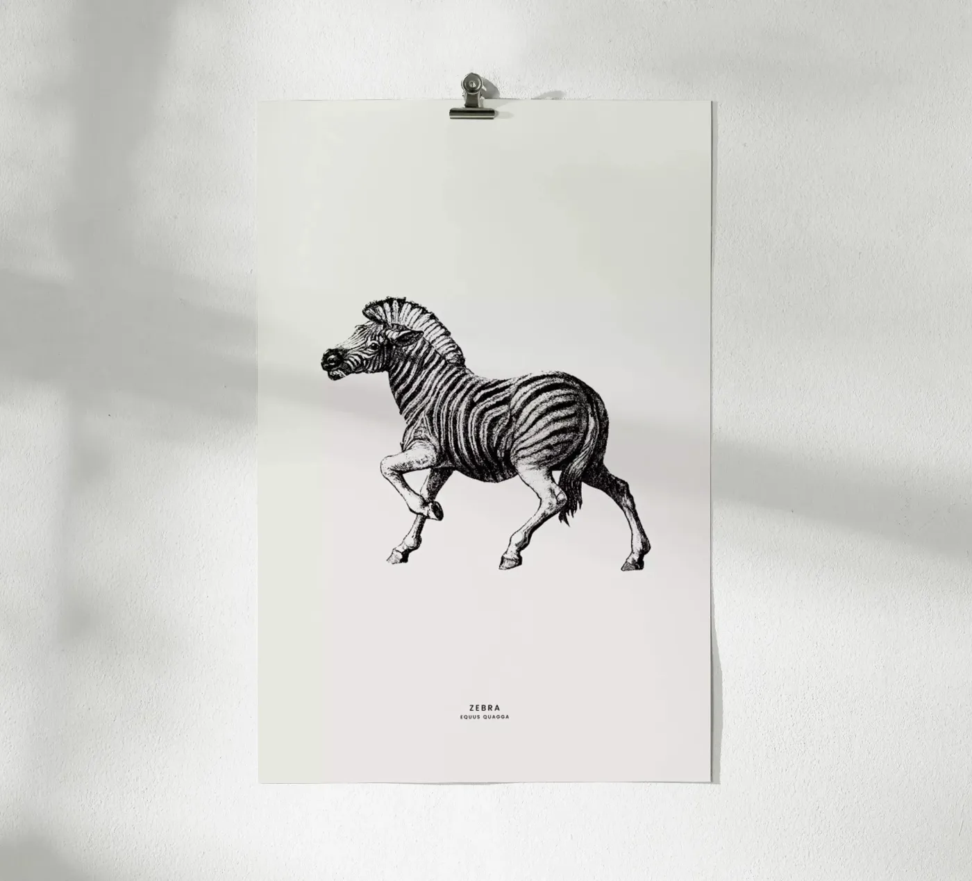 Zebra poster de Flora & Fauna