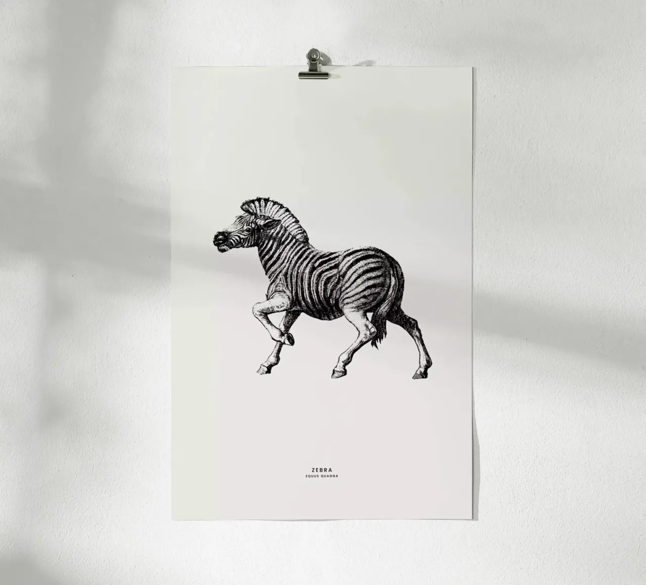 Zebra poster da Flora & Fauna