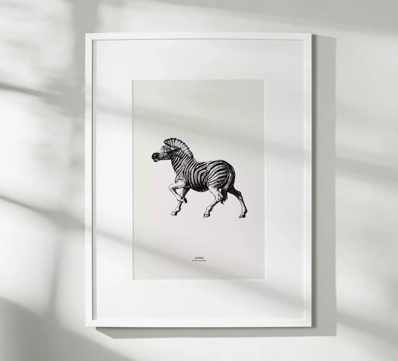 Zebra poster da Flora & Fauna