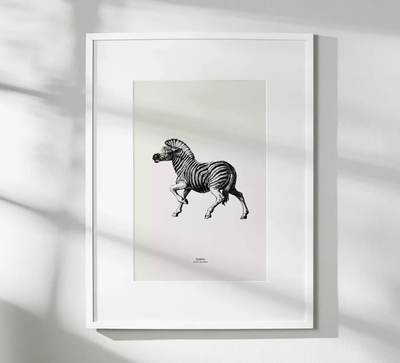 Zebra poster de Flora & Fauna