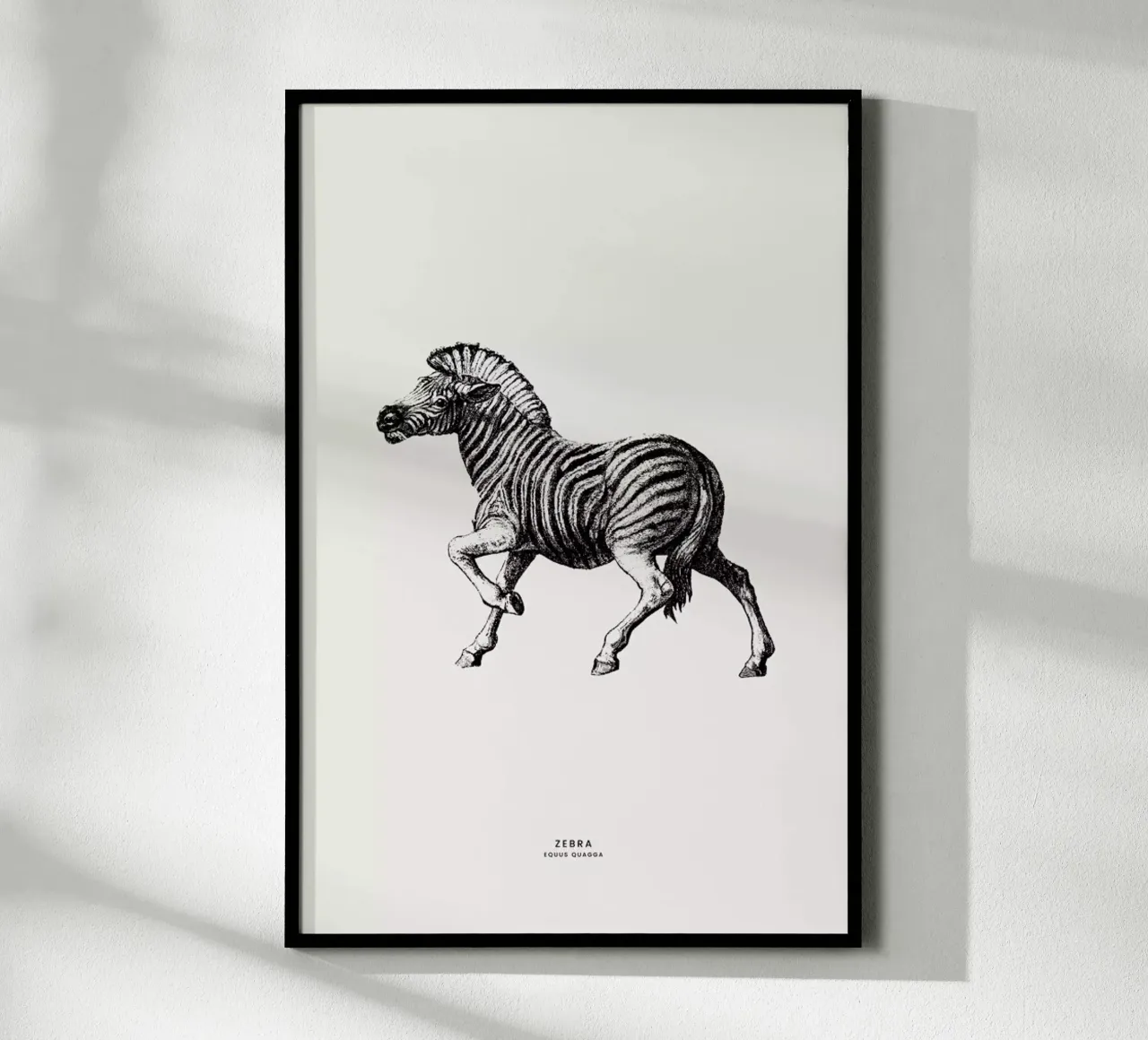 Zebra poster da Flora & Fauna
