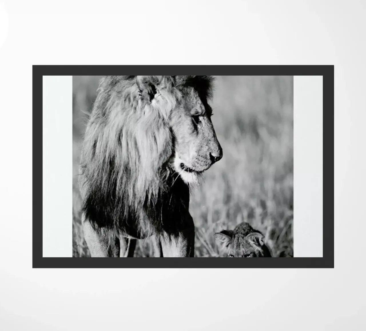 Lion Teaching His Cub zerbino da Natural Kingdom