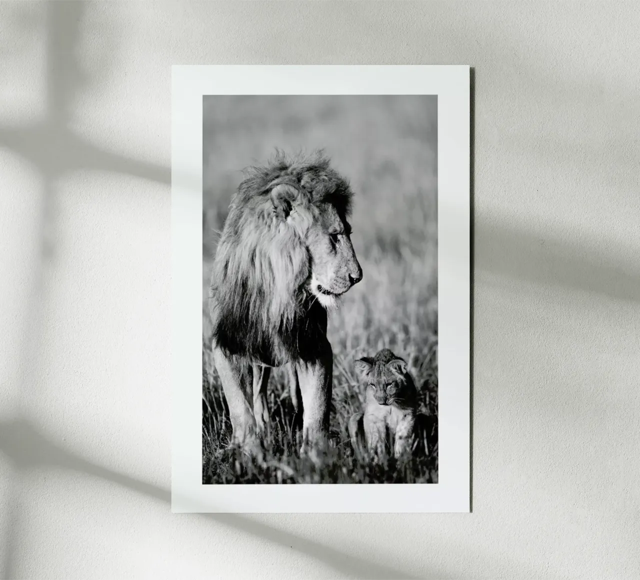 Lion Teaching His Cub alluminio dibond da Natural Kingdom