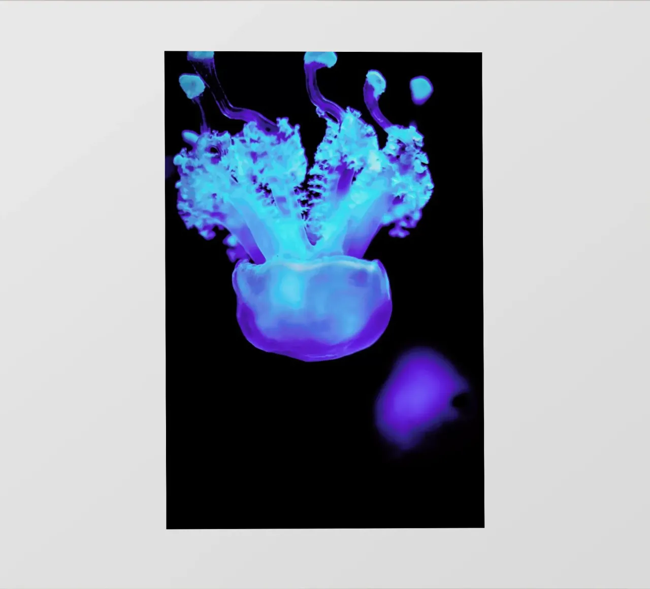 Floating Jellyfish pellicola backlit da Babett Schultze