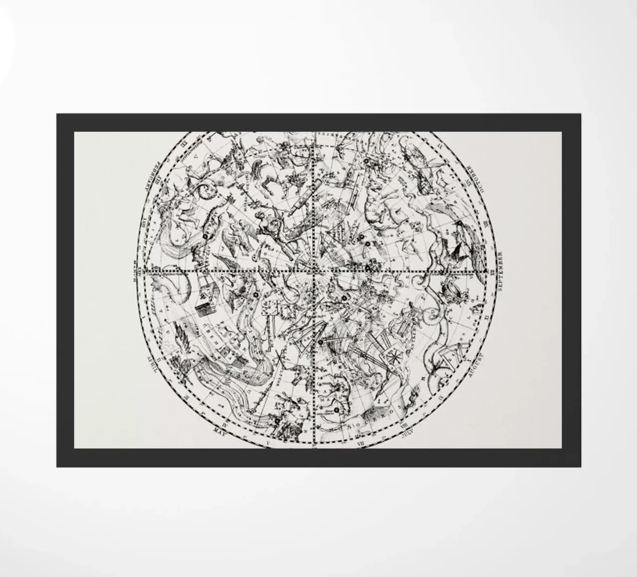 Southern Hemisphere zerbino da Flora & Fauna