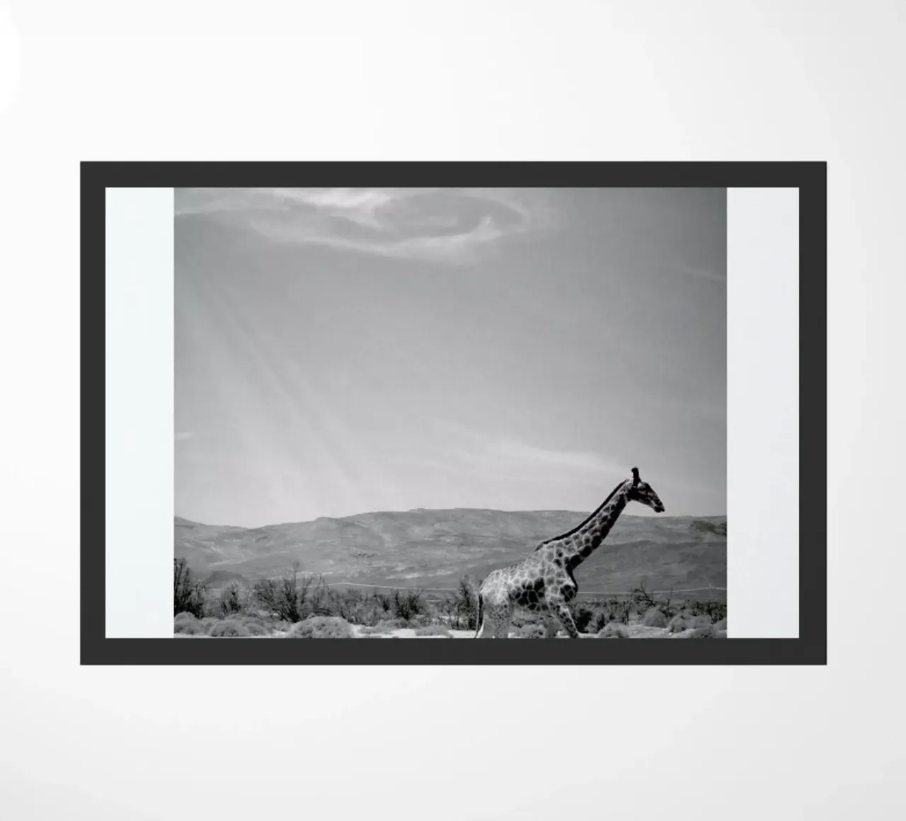 Light on the Savanna zerbino da Natural Kingdom