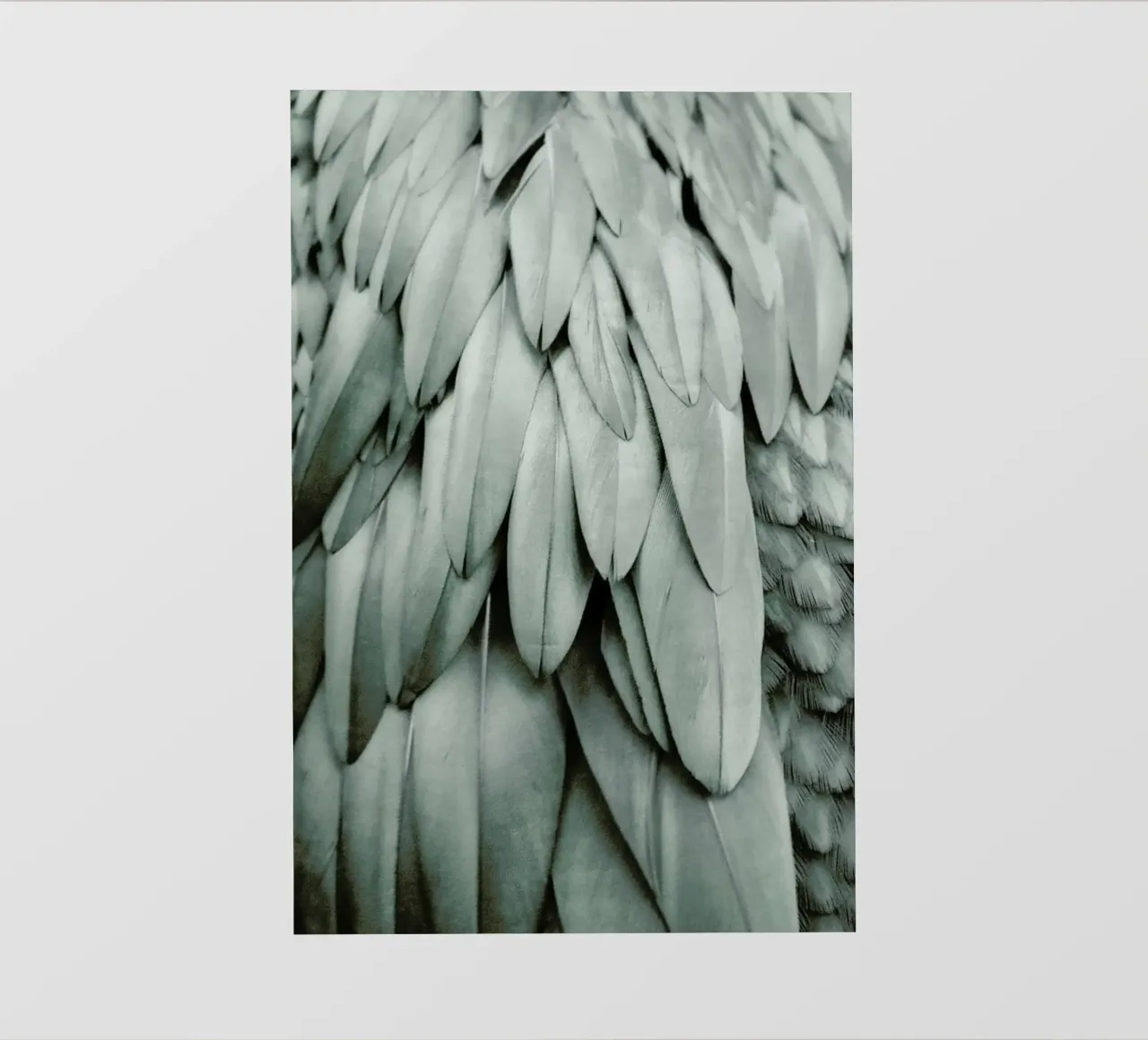 Feathers Eucalyptus Green pellicola backlit da Monika Strigel
