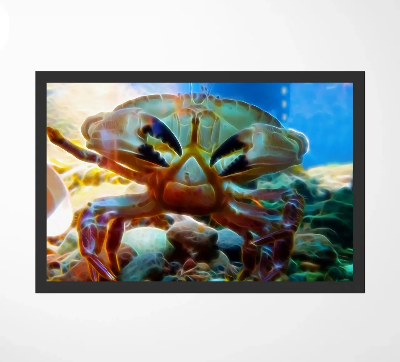 Granchio zerbino da Massimo Frascogna