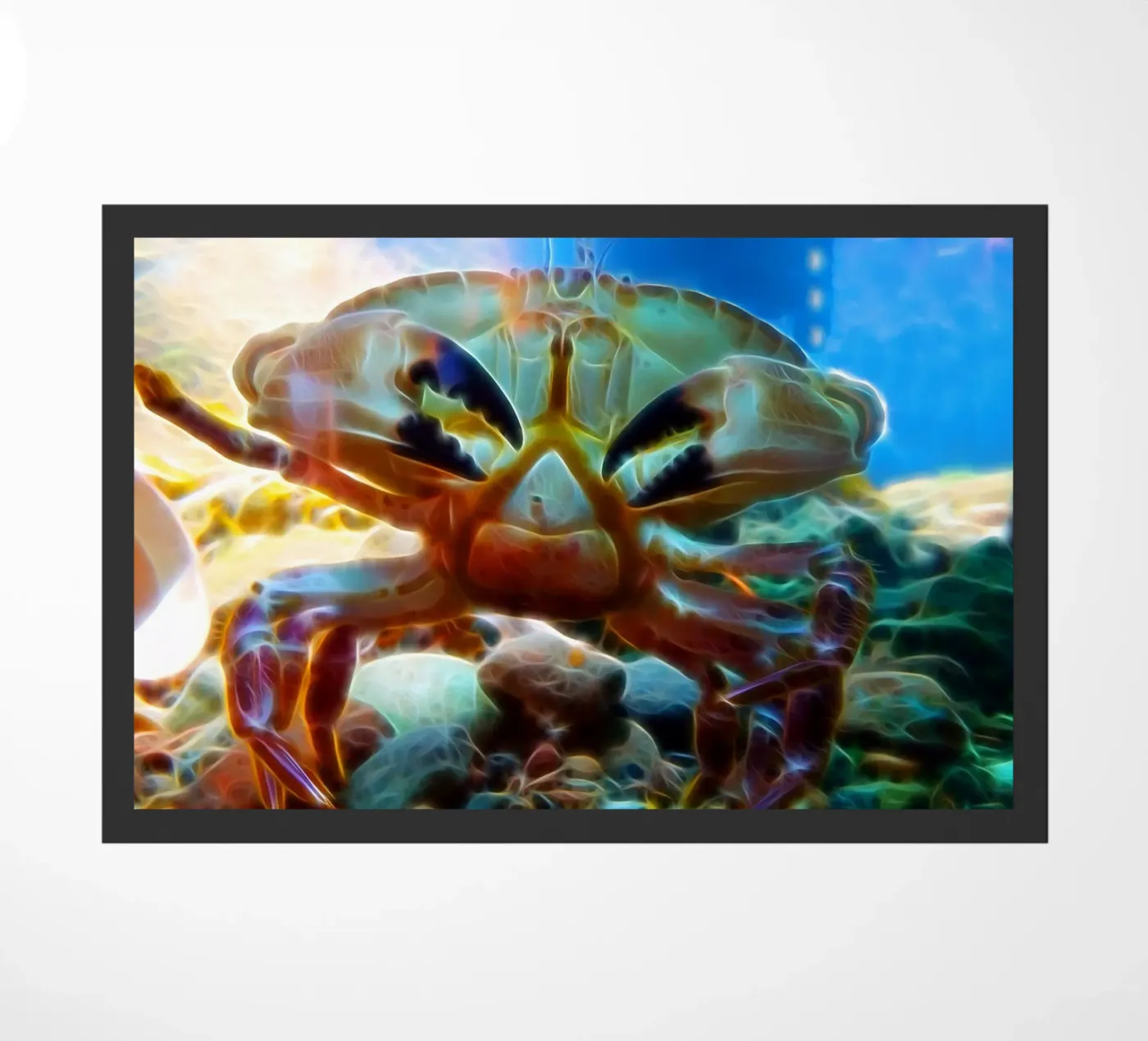 Granchio zerbino da Massimo Frascogna