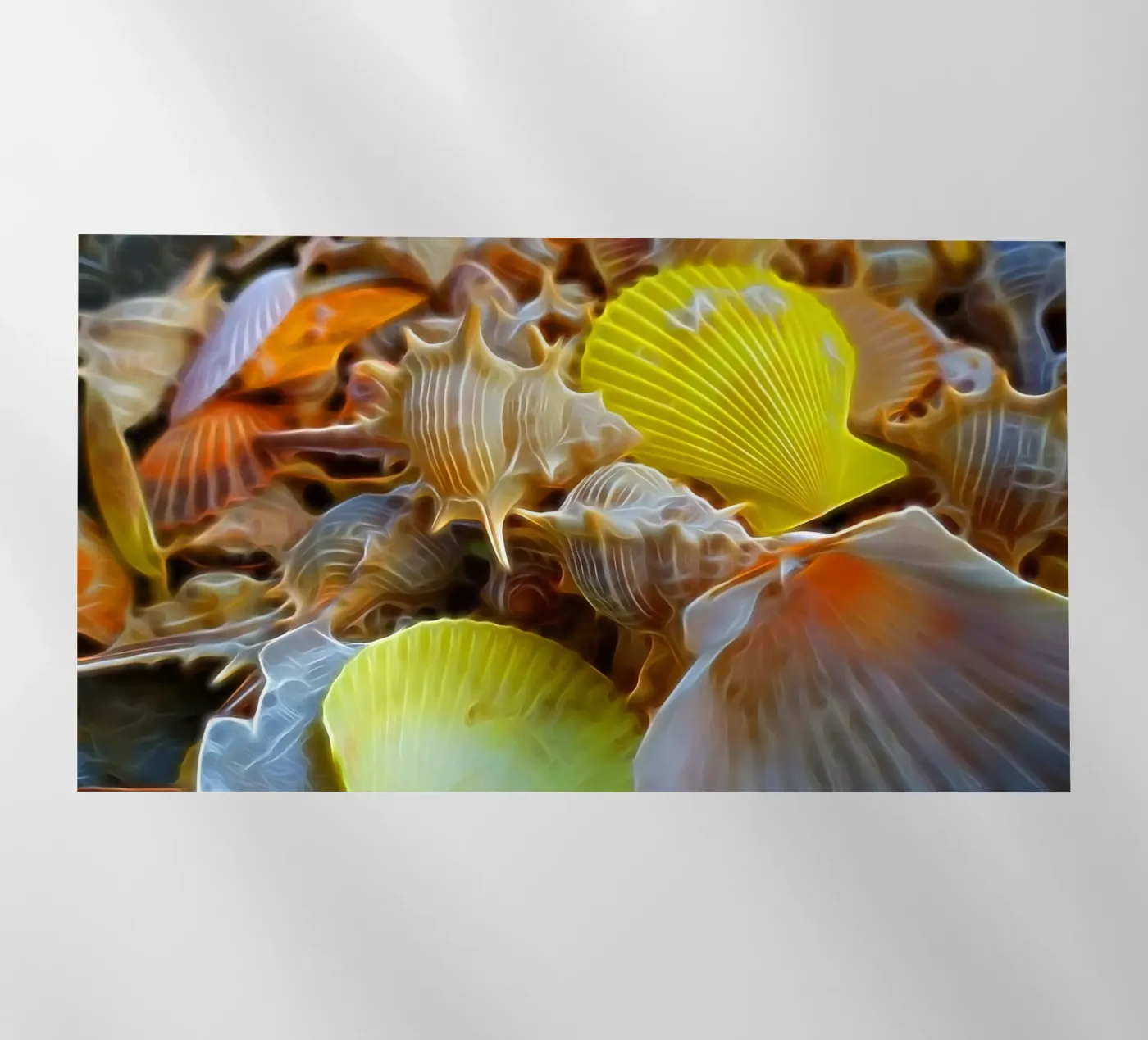 Muscheln Backlit Folie von Massimo Frascogna