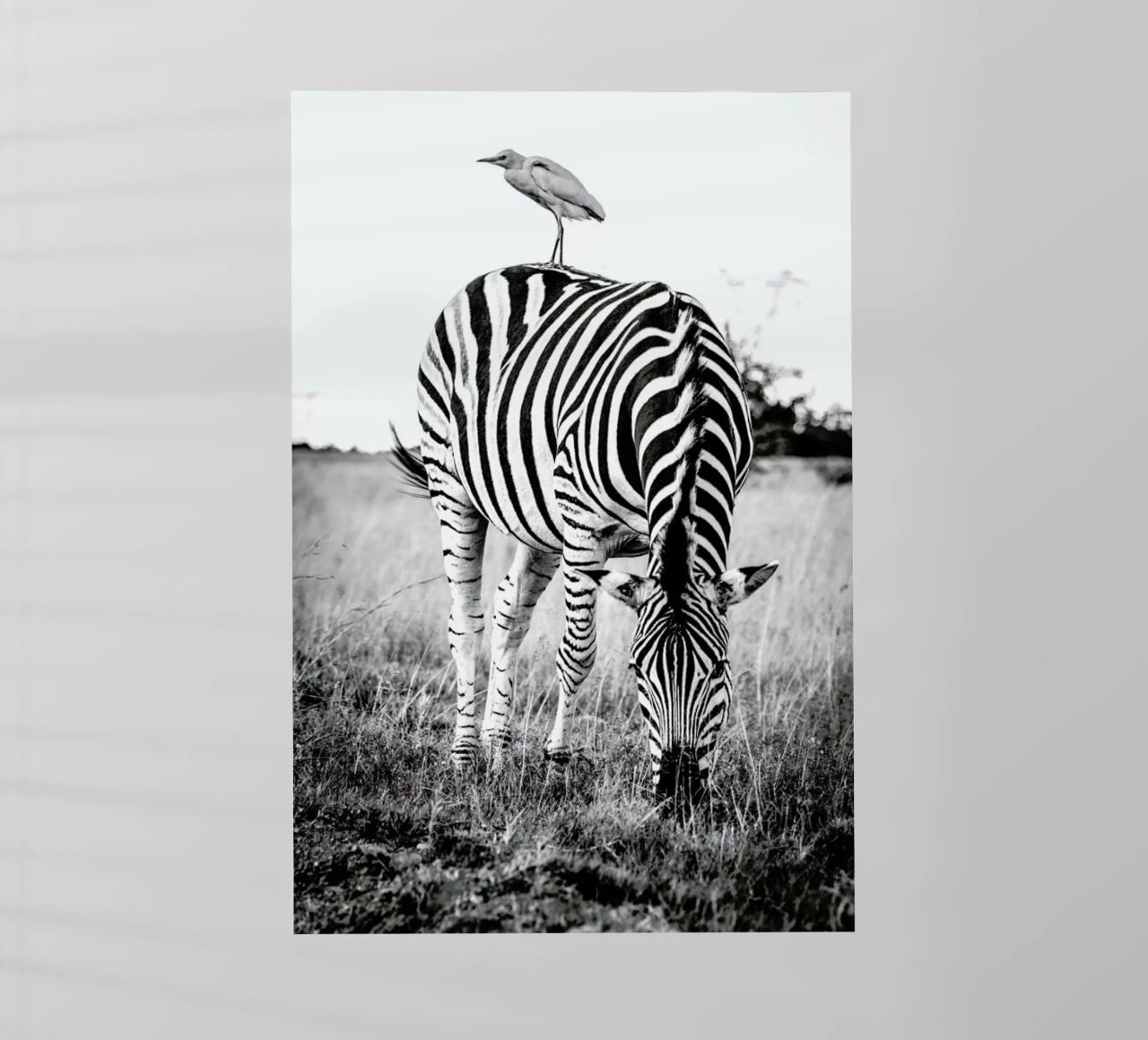 Zebra and Friend pellicola backlit da Natural Kingdom
