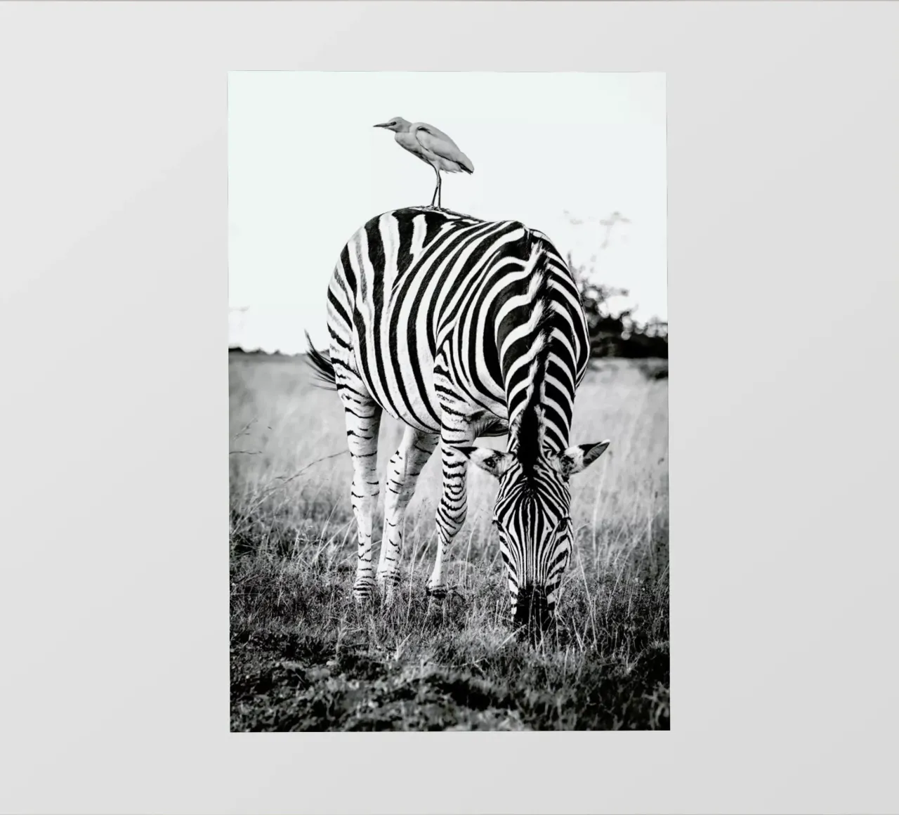 Zebra and Friend telo in pvc da Natural Kingdom