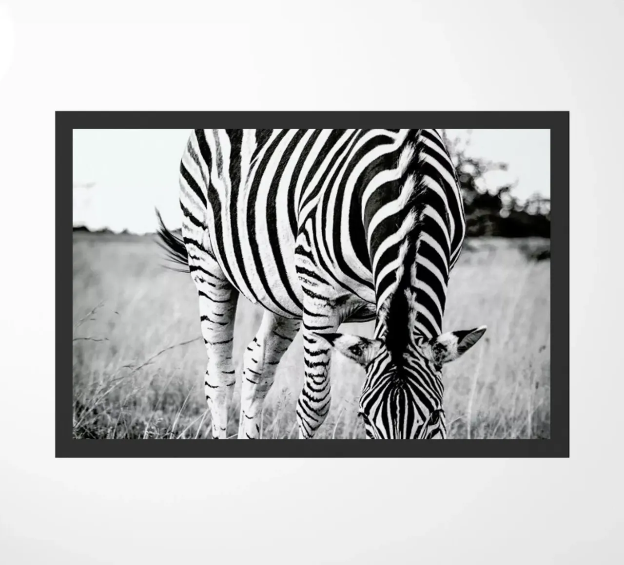 Zebra and Friend zerbino da Natural Kingdom