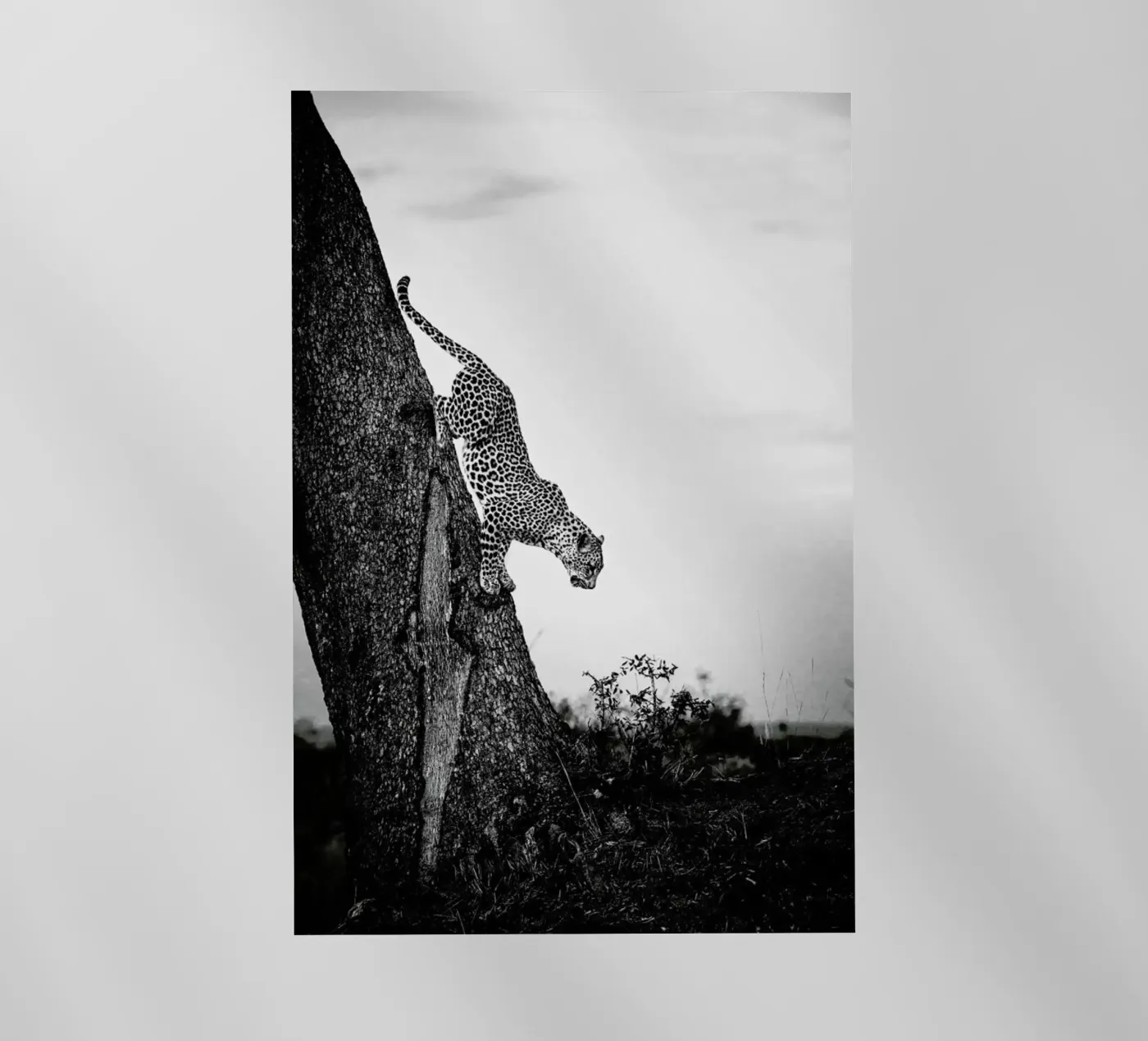 Pouncing Leopard Backlit Folie von Natural Kingdom