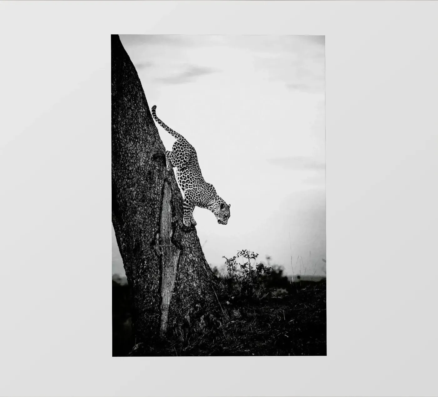 Pouncing Leopard Backlit Folie von Natural Kingdom