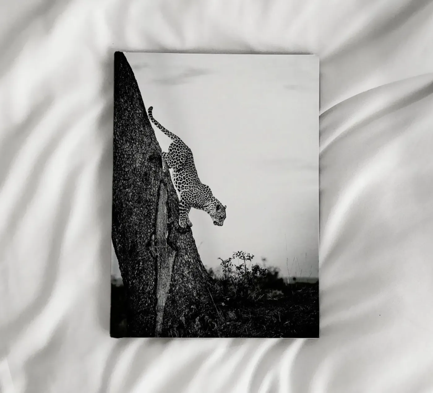 Pouncing Leopard diario da Natural Kingdom