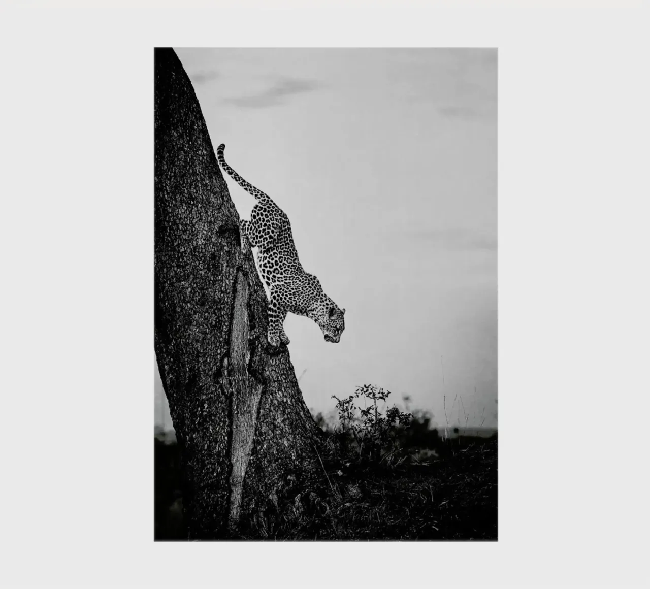 Pouncing Leopard notebook by Natural Kingdom