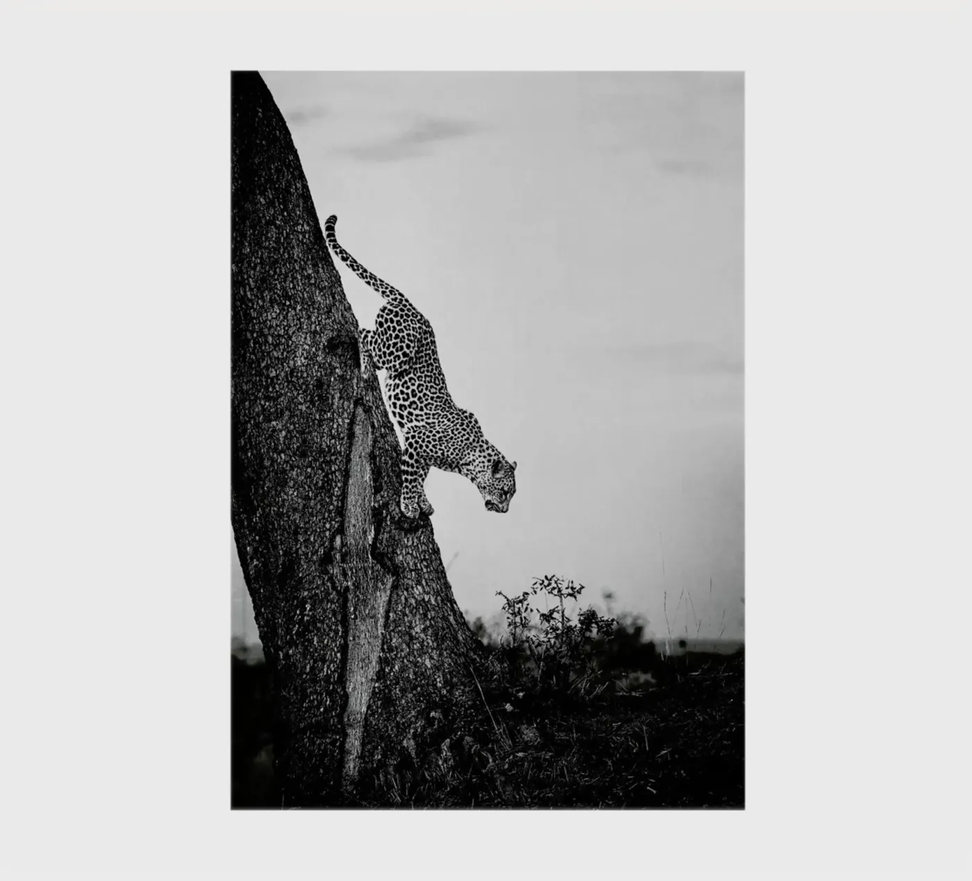 Pouncing Leopard Notizbuch von Natural Kingdom