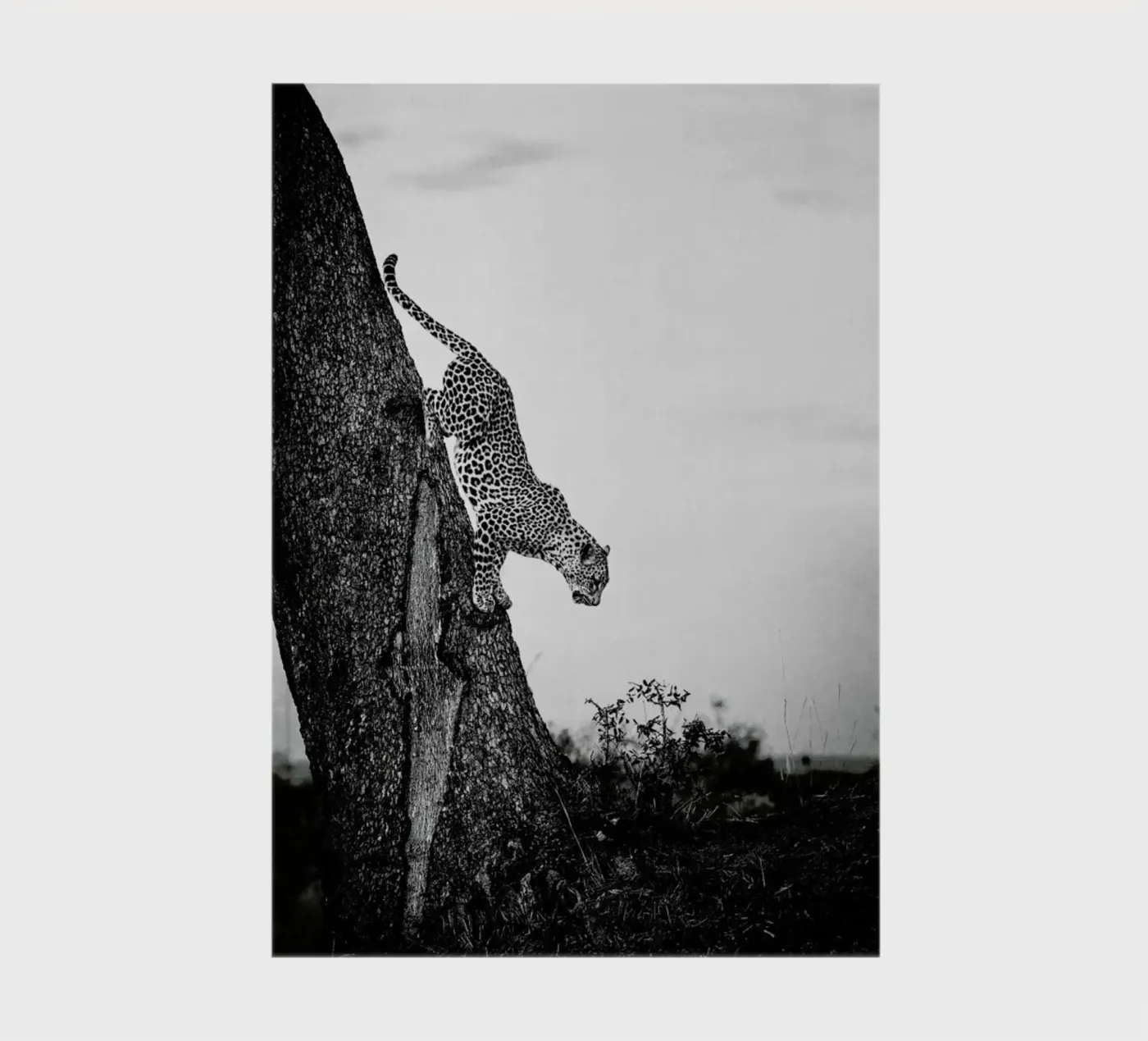 Pouncing Leopard diario da Natural Kingdom