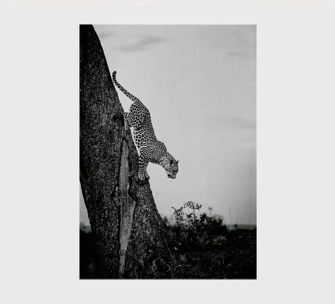 Pouncing Leopard notebook by Natural Kingdom