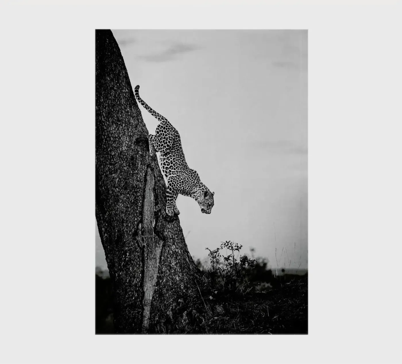 Pouncing Leopard diario da Natural Kingdom