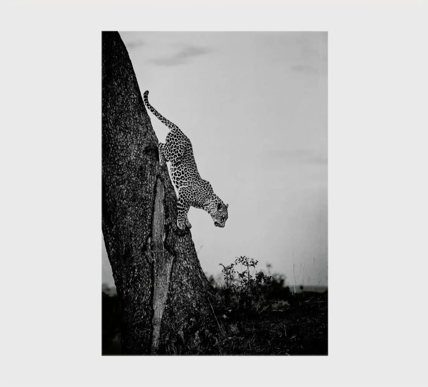Pouncing Leopard Notizbuch von Natural Kingdom